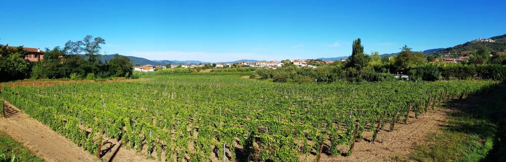 Cantine Federici Galeriebild